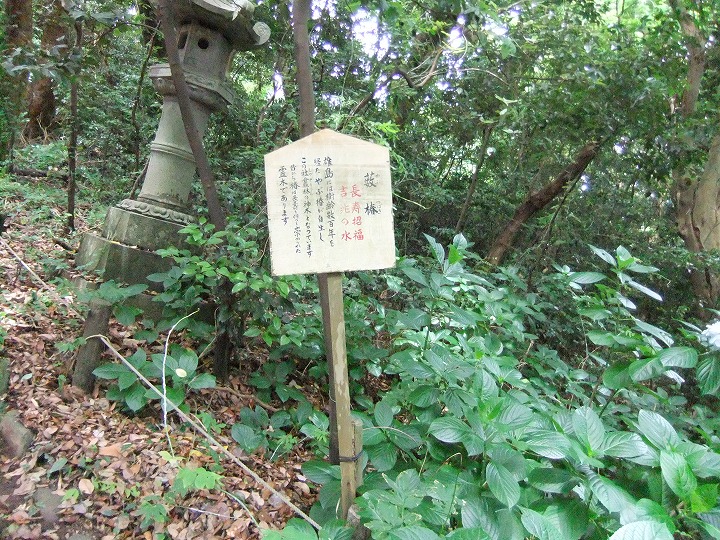 藪椿