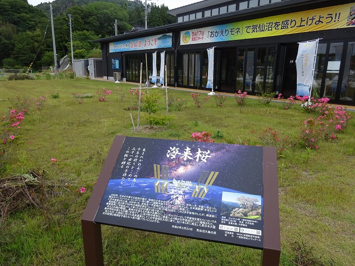 海未桜