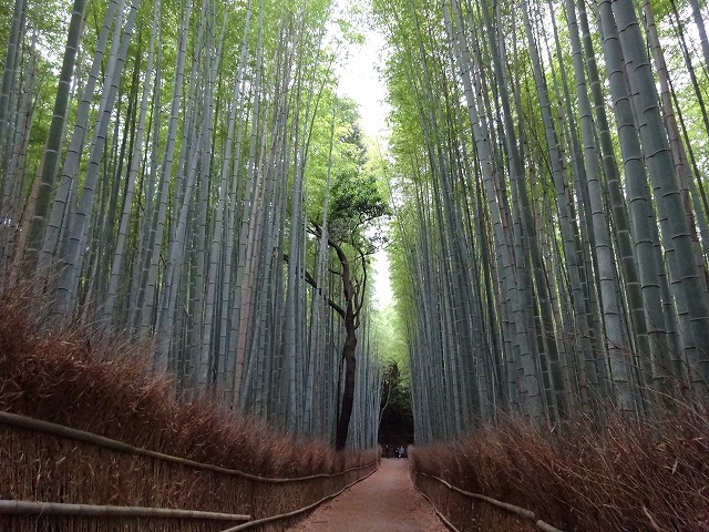 竹林の道