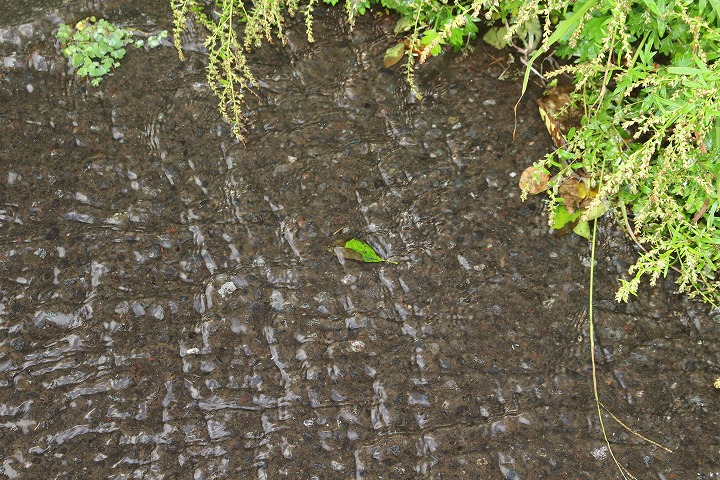 雨水