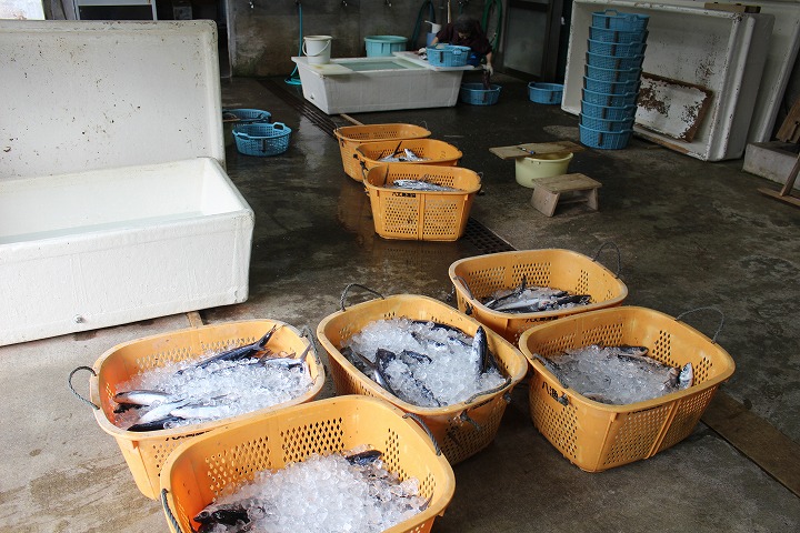 飛魚入荷!