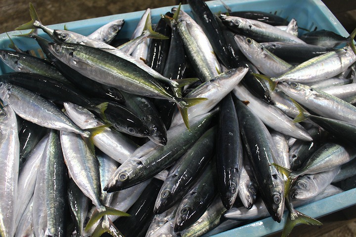 鮮魚