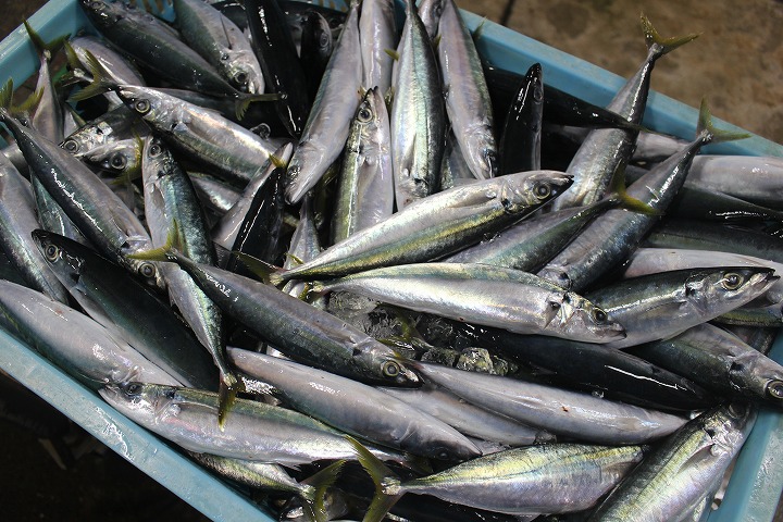 鮮魚
