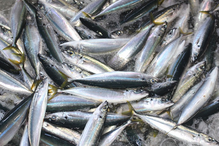 鮮魚