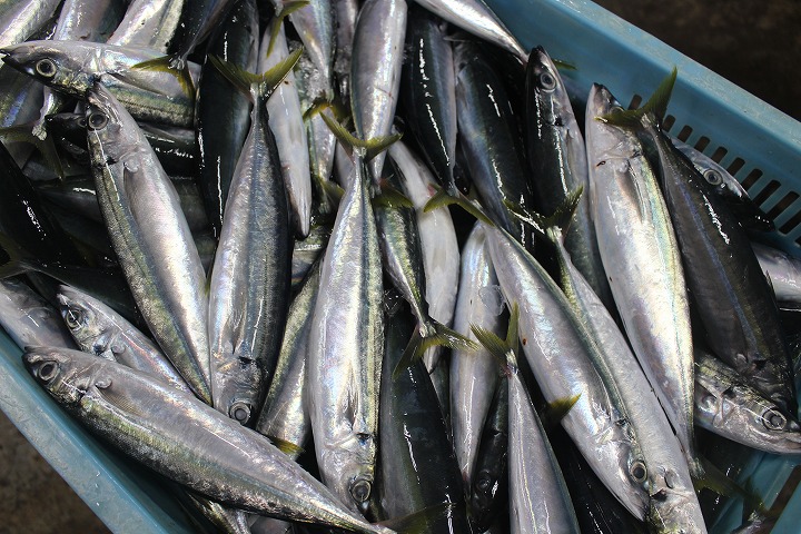 鮮魚