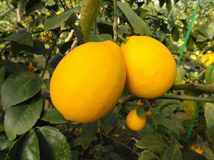 フルーツレモン